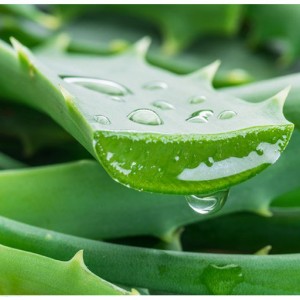 Aloe vera e cura del corpo: intesa perfetta Aloe vera e cura del corpo: intesa perfetta