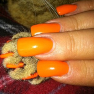 Manicure per gatti: spopola la nuova moda